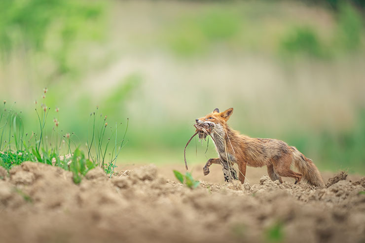 SONYα7R Ⅳ・FE 400mm F2.8 GM OSで撮影したエサを運ぶ母キヅネの画像