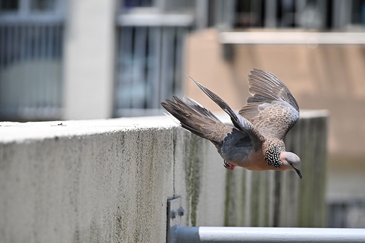 ニコン Z 8・NIKKOR Z 24-120mm f/4 S・120mmで撮影した鳩が飛び立つ瞬間の画像