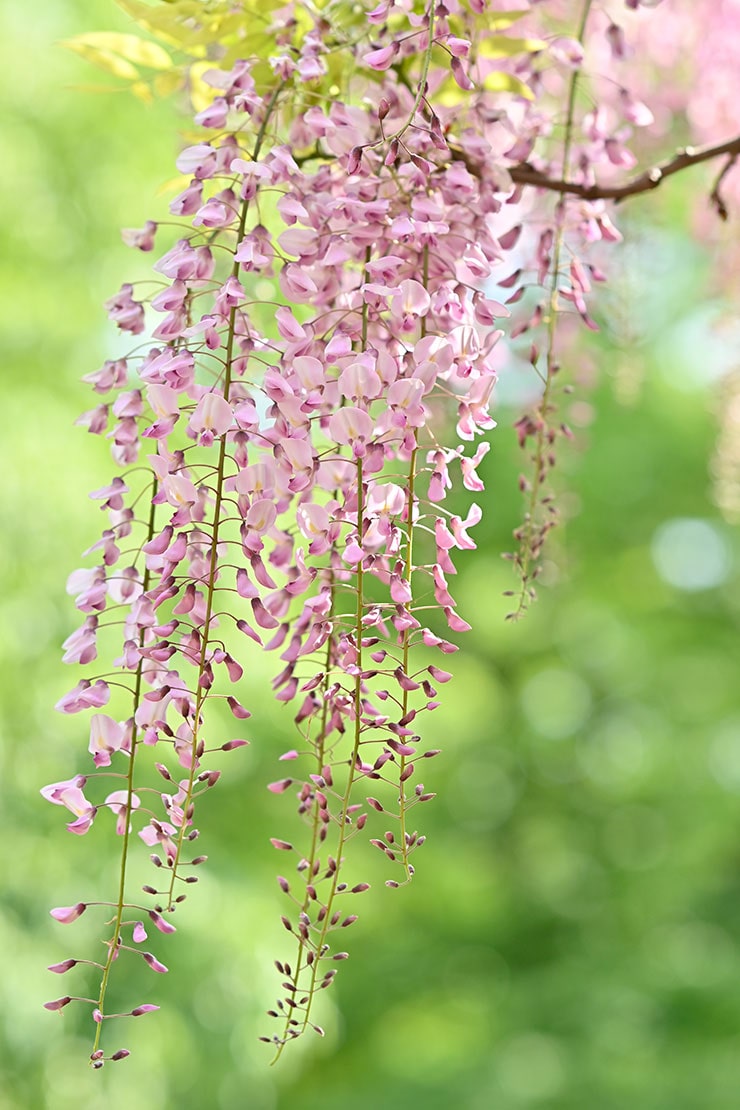 NIKKOR Z 85mmF1.8Sで撮影した藤の花の画像