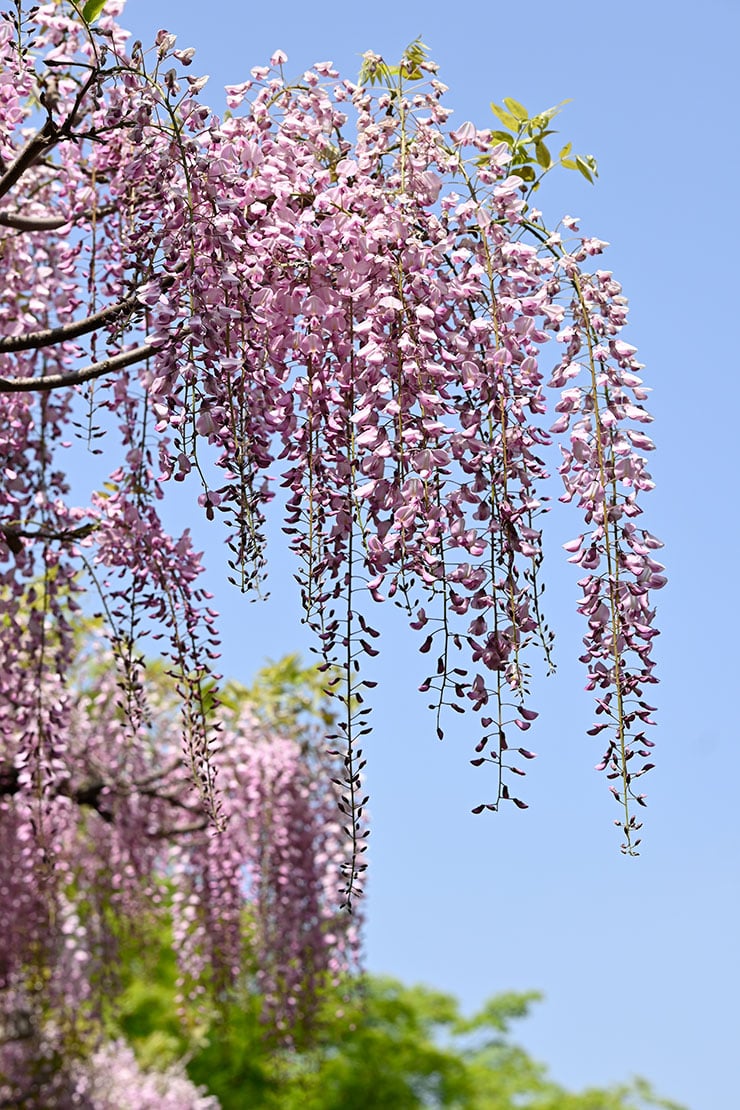 SIGMA 56mm F1.4 DC DN | Contemporary（順光）で撮影した藤の花の画像