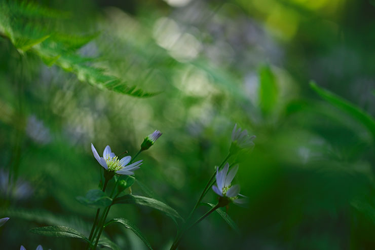 ニコンZ50・SIGMA 56mm F1.4 DC DN | Contemporaryで撮影したミヤコワスレの画像