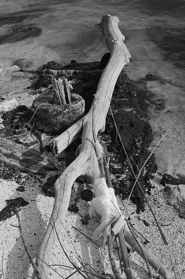 ライカM11モノクローム・ズミルックス M f1.4/50mm ASPH.で撮影した流木の画像
