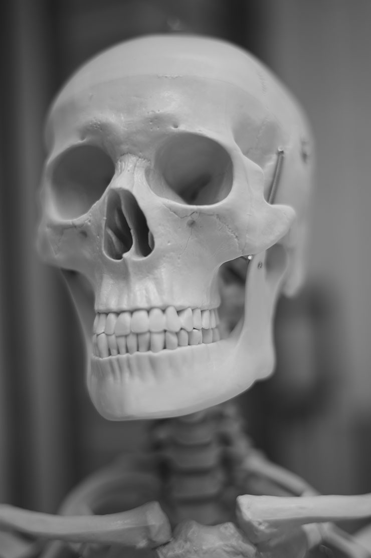 ライカM11モノクローム・ズミルックス M f1.4/50mm ASPH.で撮影した骸骨の模型の画像