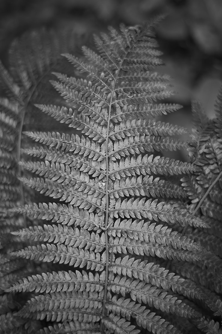 ライカM11モノクローム・ズミルックス M f1.4/50mm ASPH.で撮影したシダ植物の画像