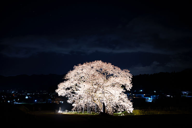 SONY FE 35mm F1.4GM・ISO80で撮影した夜桜の画像