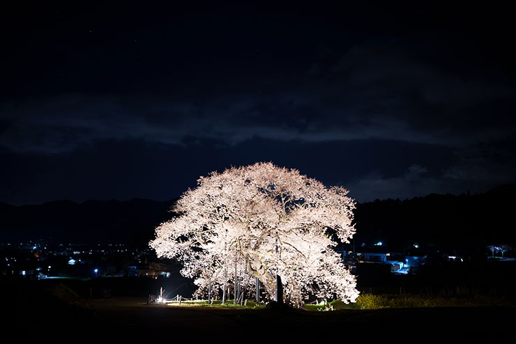 SONY FE 35mm F1.4GM・ISO100で撮影した夜桜の画像