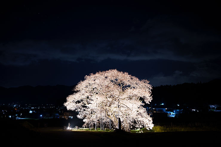 SONY FE 35mm F1.4GM・ISO200で撮影した夜桜の画像
