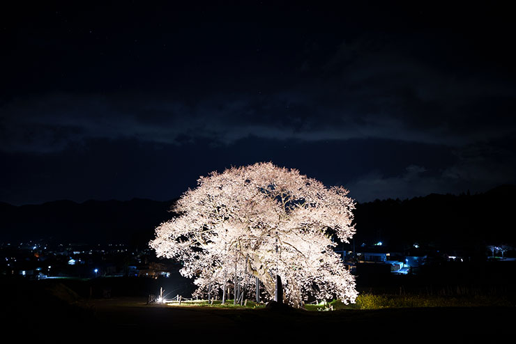 SONY FE 35mm F1.4GM・ISO400で撮影した夜桜の画像