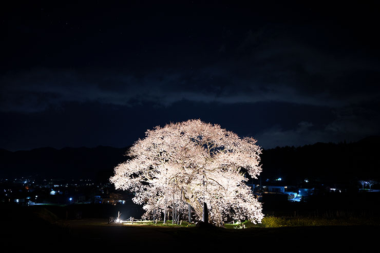 SONY FE 35mm F1.4GM・ISO800で撮影した夜桜の画像