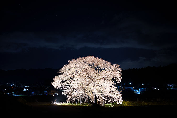 SONY FE 35mm F1.4GM・ISO1600で撮影した夜桜の画像
