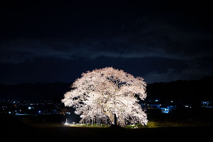 SONY FE 35mm F1.4GM・ISO3200で撮影した夜桜の画像