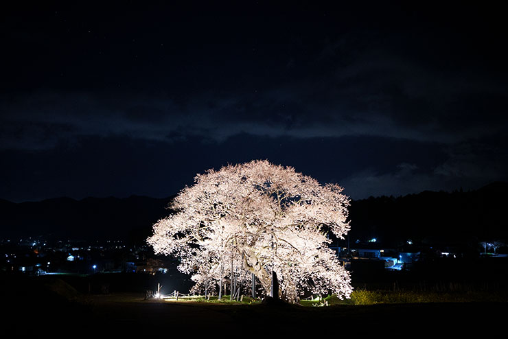 SONY FE 35mm F1.4GM・ISO6400で撮影した夜桜の画像