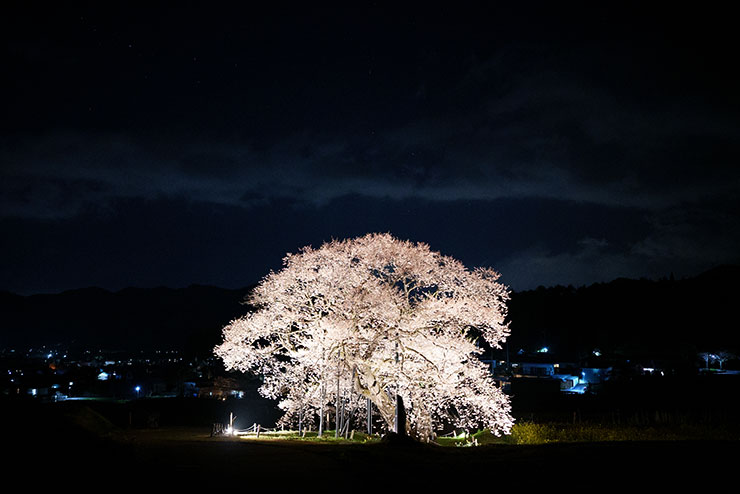 SONY FE 35mm F1.4GM・ISO12800で撮影した夜桜の画像
