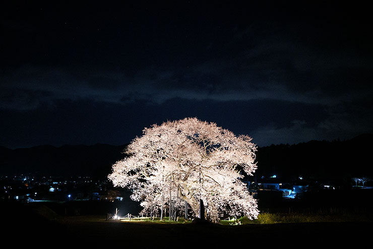 SONY FE 35mm F1.4GM・ISO25600で撮影した夜桜の画像