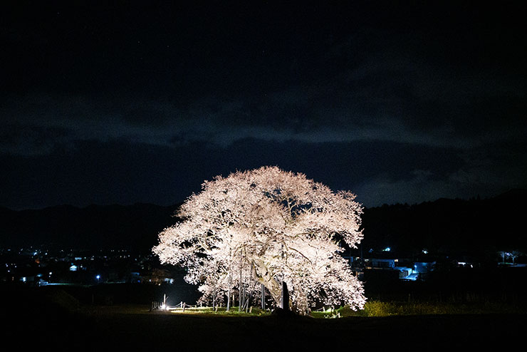 SONY FE 35mm F1.4GM・ISO51200で撮影した夜桜の画像
