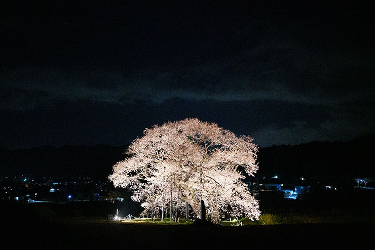 SONY FE 35mm F1.4GM・ISO102400で撮影した夜桜の画像