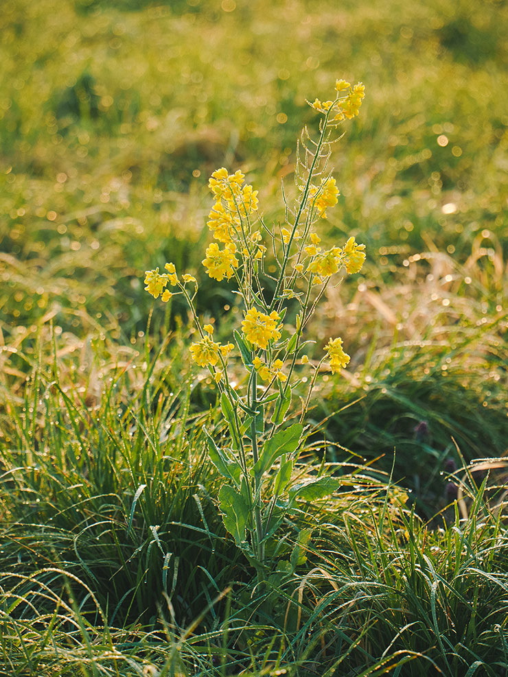 TAMRON 28-200mm F2.8-5.6・164mmで撮影した黄色い花の画像（RAW調整後）