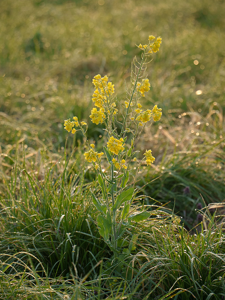 TAMRON 28-200mm F2.8-5.6・164mmで撮影した黄色い花の画像（RAW調整前）