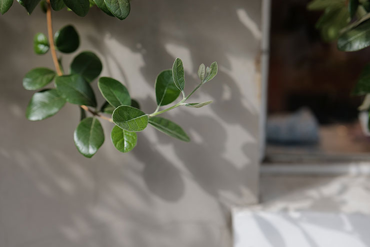 Leica SUMMICRON SL f2/50mm ASPH.で撮影した植物の画像