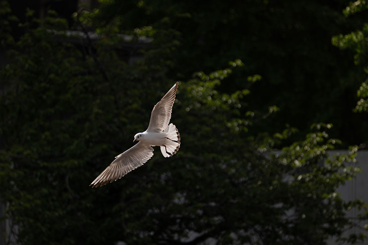 Leica VARIO-ELMAR SL f5-6.3/100-400mm ＋EXTENDER L 1.4x・534mmで撮影した飛んでいる鳥の画像