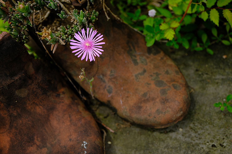 FUJIFILM X-S20・XF30mmF2.8 R LM WR Macroで撮影したピンクの花の画像