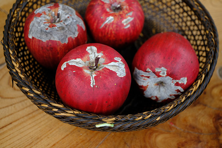 FUJIFILM X-S20・XF30mmF2.8 R LM WR Macroで撮影したリンゴの置物の画像