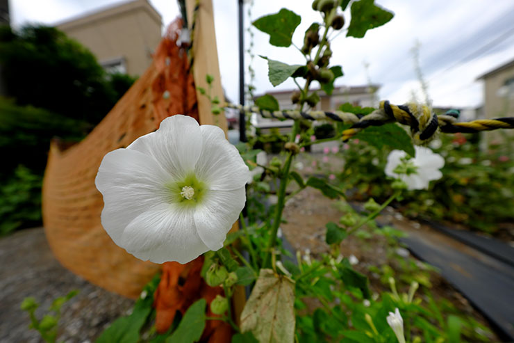 FUJIFILM X-T5・XF8mmF3.5 R WRで撮影した立葵の画像