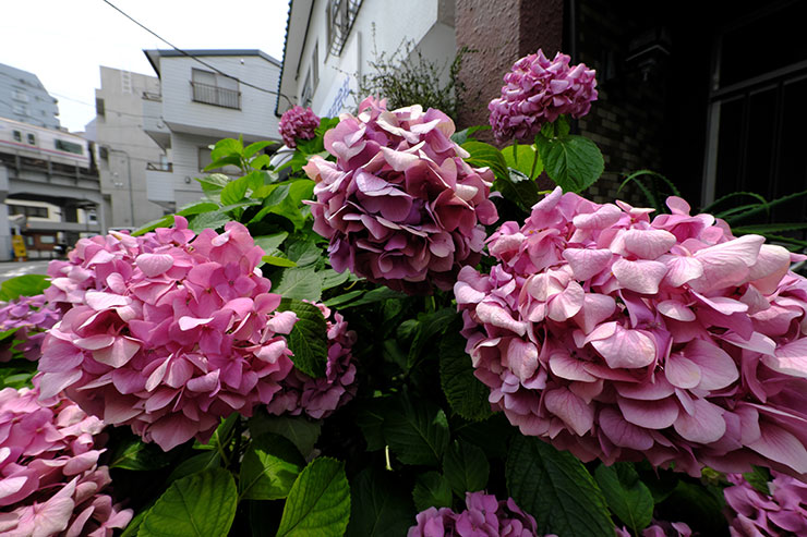 FUJIFILM X-E4・XF8mmF3.5 R WRで撮影した街中の紫陽花の画像