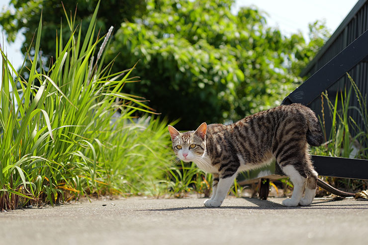 Leica Q3で撮影した道端の猫の画像