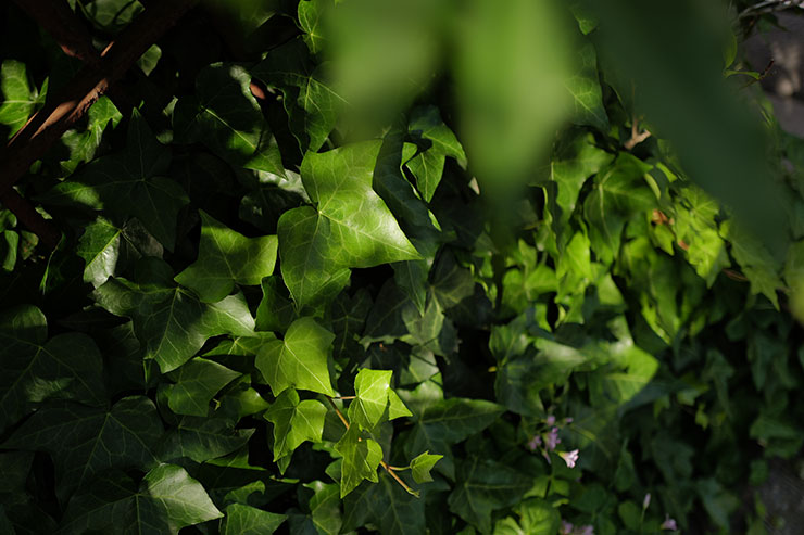 Leica Q3で撮影した木漏れ日が当たっている葉の画像