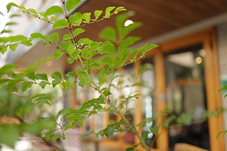Leica Q3で撮影したカフェの前にある植物の画像