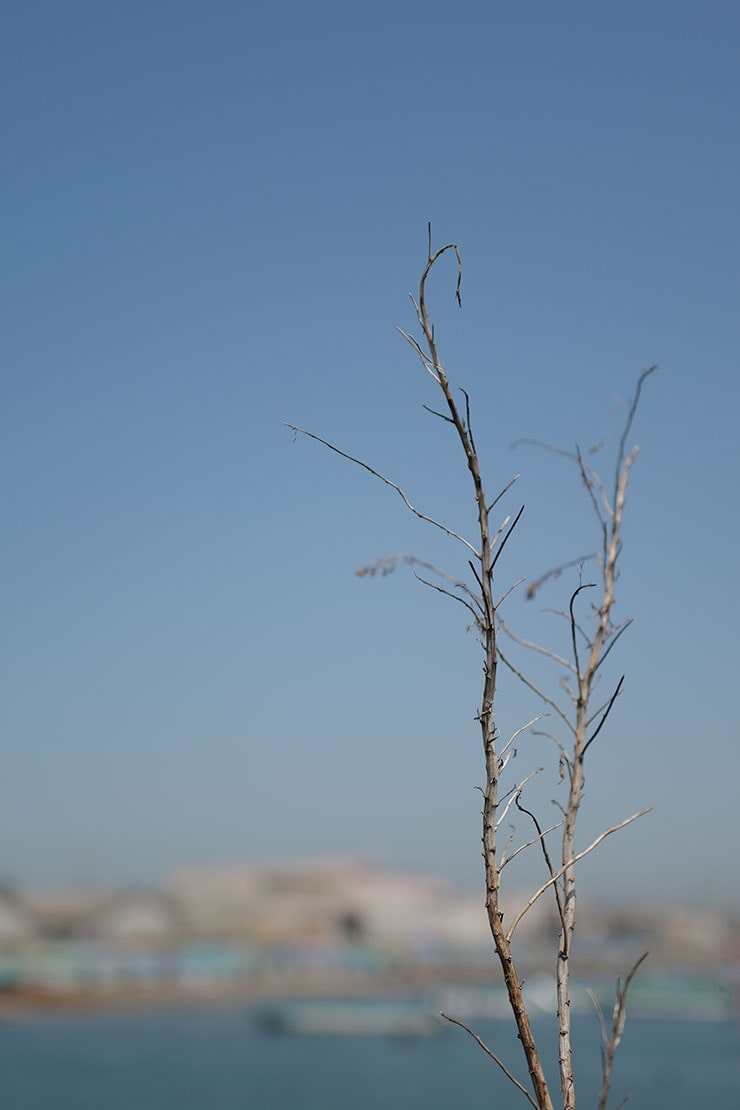 Leica Q3で撮影した枯れ木の画像