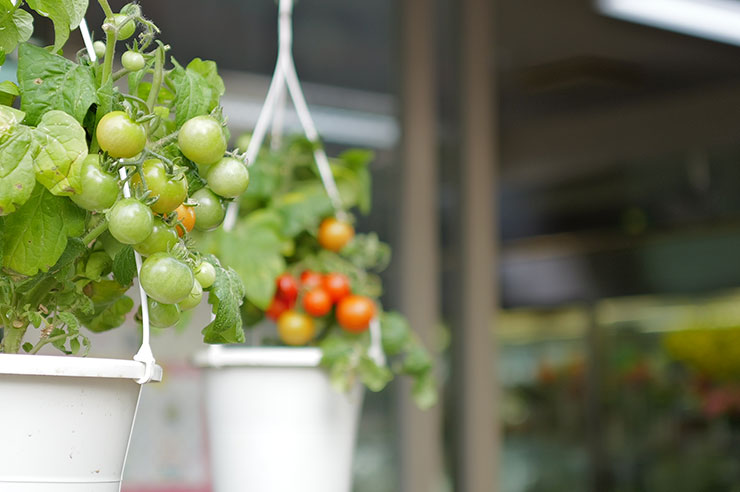 Leica Q3で撮影した店先のミニトマトの画像