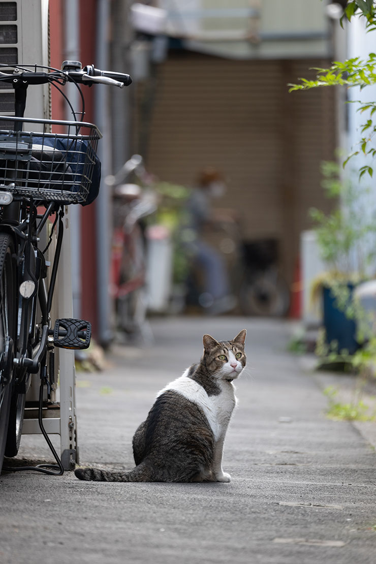 Leica SL2-Sとバリオ・エルマーSL f5-6.3/100-400mmを組み合わせ・400mmで撮影した猫の画像