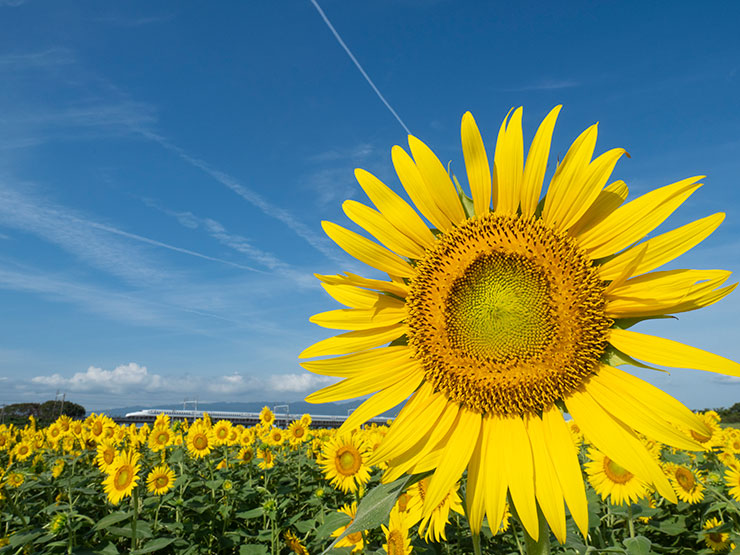 OM SYSTEM OM-D E-M1 MarkⅡ・M.ZUIKO DIGITAL ED 12-40mm F2.8 PRO・12mm(35mm判換算24mm)で撮影した東海道新幹線とひまわり畑の画像