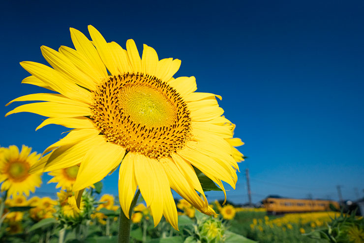 SONY α7R Ⅲ・FE 16-35mm F2.8 GM・27mmで撮影した伯備線とひまわり畑の画像