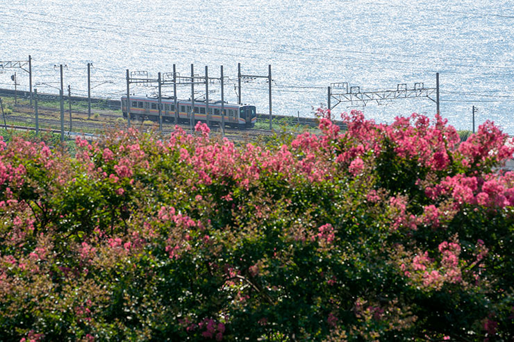 SONY α7R Ⅳ・FE 100-400mm F4.5-5.6 GM OSS・212mmで撮影した海とサルスベリの合間を走行する信越本線の画像