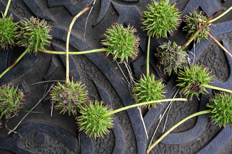 FUJIFILM  X-E4・Voigtlander ULTRON27mm F2 X-mountで撮影した地面に落ちている植物の画像