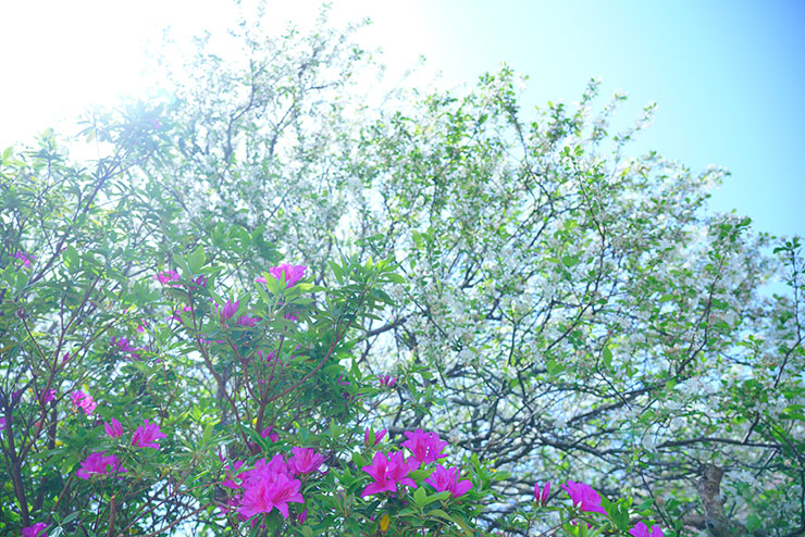 SONYα7R Ⅲ・FE 24-105mm F4 G OSS・24mmで撮影した紫の花と空の写真