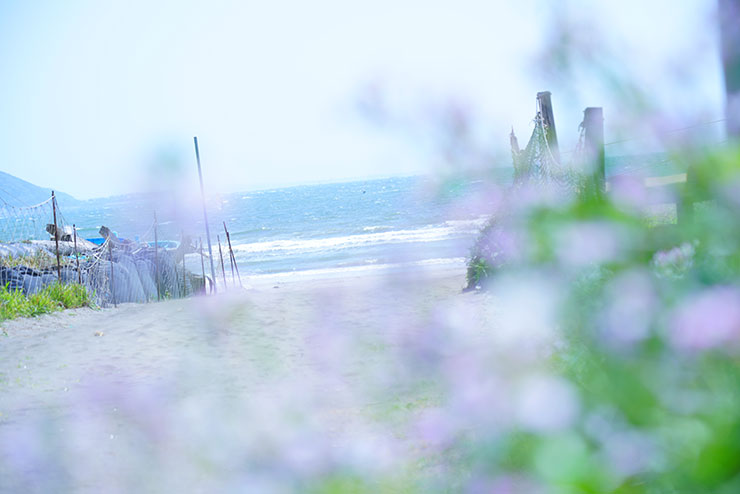 SONYα7R Ⅲ・FE 24-105mm F4 G OSS・105mmで撮影した海にピントを合わせた海と花の風景画像