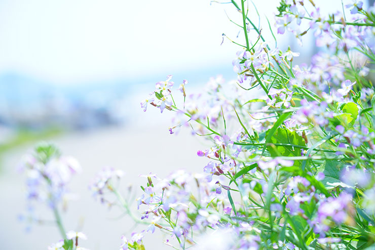 SONYα7R Ⅲ・FE 24-105mm F4 G OSS・105mmで撮影した花にピントを合わせた海と花の風景画像