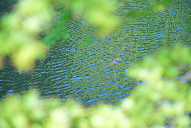 SONYα7R Ⅲ・FE 24-105mm F4 G OSS・90mmで撮影した紅葉と池の画像