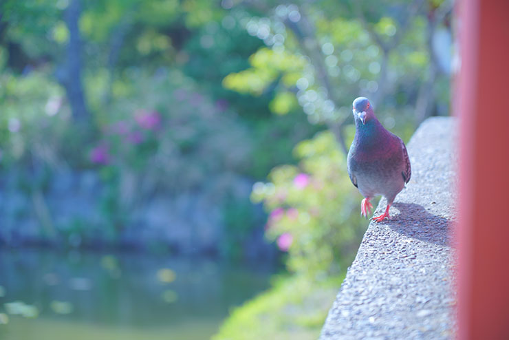 SONYα7R Ⅲ・FE 24-105mm F4 G OSS・105mmで撮影した歩いている鳩の画像