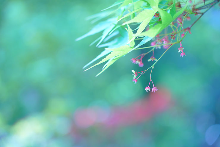 SONYα7R Ⅲ・FE 24-105mm F4 G OSS・105mmで撮影した紅葉の葉と花の画像