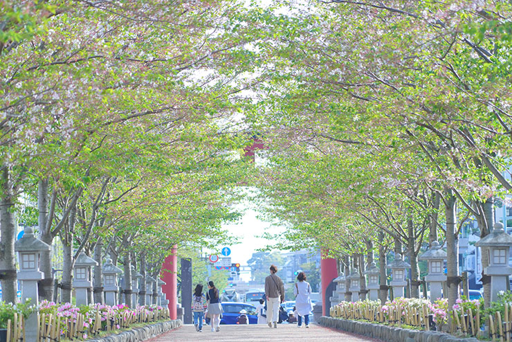 SONYα7R Ⅲ・FE 24-105mm F4 G OSS・105mm［APSCサイズクロップ撮影のため35mm判換算157mm］で撮影した散り際の桜並木と人や車の画像