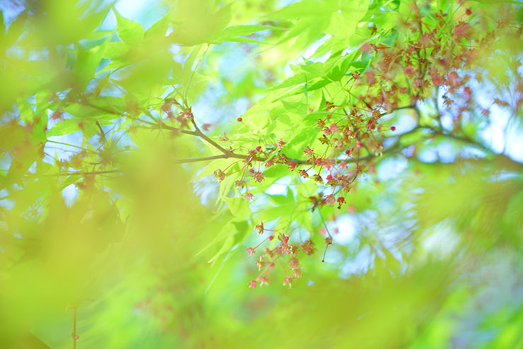 SONYα7R Ⅲ・FE 24-105mm F4 G OSS・105mmで撮影した紅葉の赤い花の画像