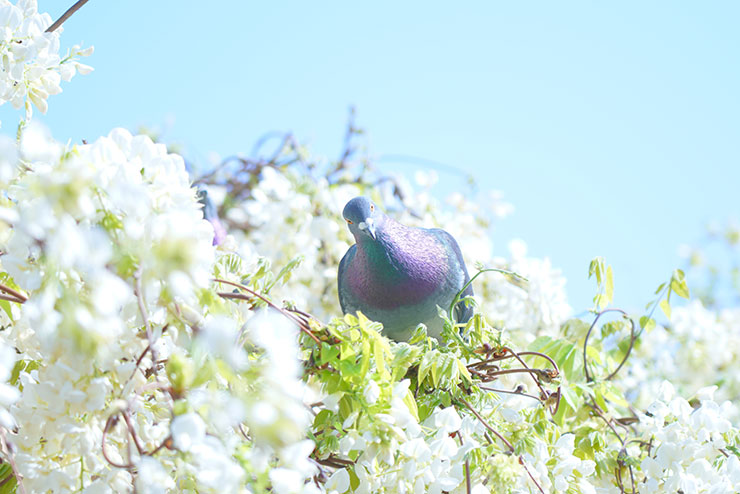 白い花の木に止まっている鳩の画像