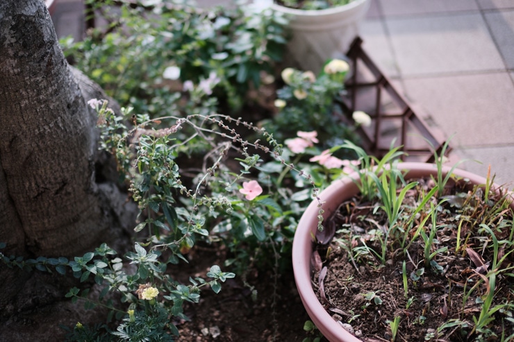 Voigtlander NOKTON 35mm F0.9 Aspherical X-mount 作例6