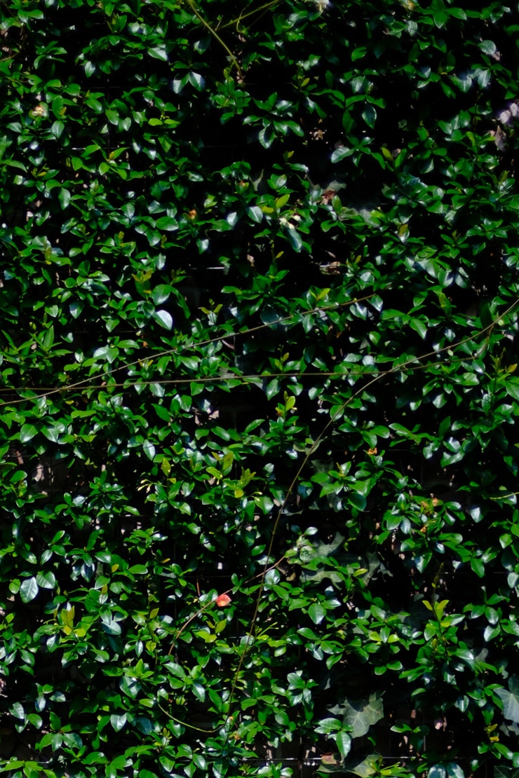 Voigtlander NOKTON 35mm F0.9 Aspherical X-mount 周辺部画質作例