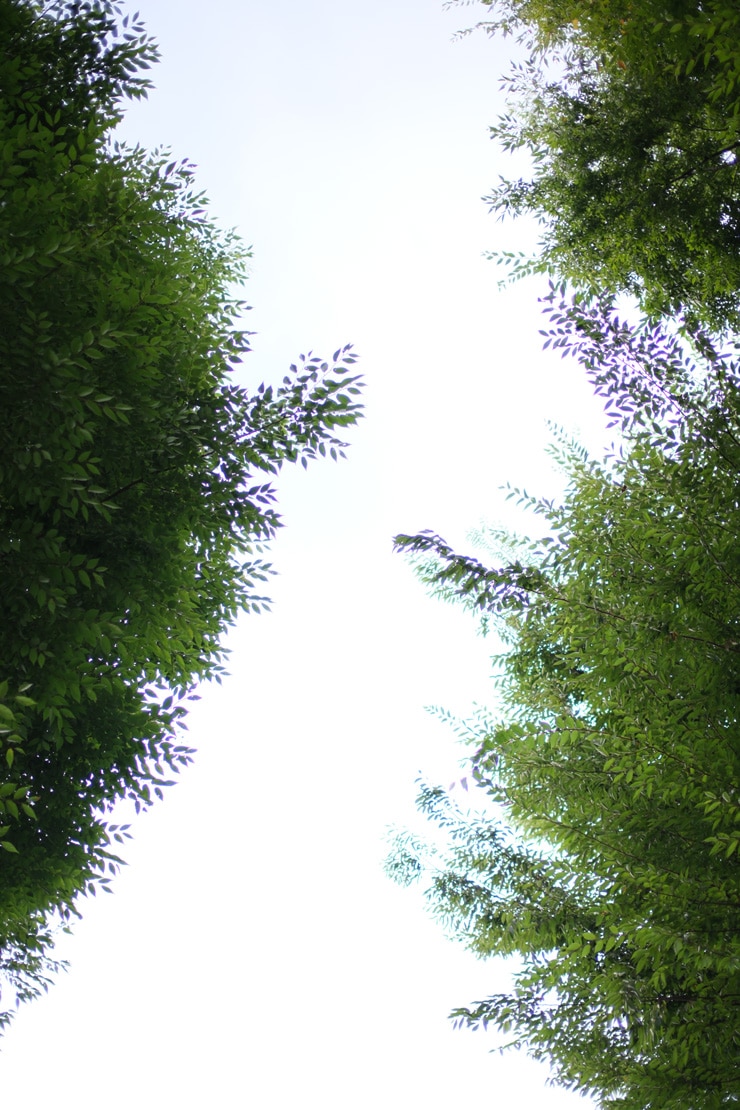 Voigtlander NOKTON 35mm F0.9 Aspherical X-mount フリンジF0.9作例